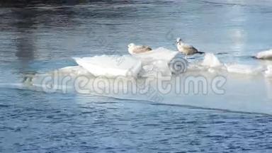 <strong>水景</strong>-冰面上的海鸥。